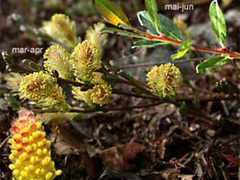 Heivier (Salix repens)