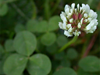 Hvitkløver (Trifolium repens)