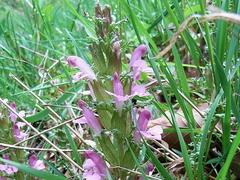 Kystmyrklegg (Pedicularis sylvatica)