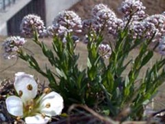 Alpine Penny-cress (Noccaea caerulescens)