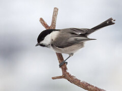 Willow Tit (Poecile montanus)