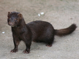 Mink (Neovison vison)