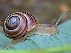 White-lipped Gardensnail (Cepaea hortensis)