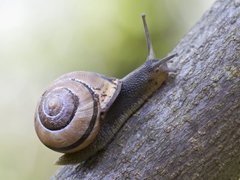 Brown-lipped Snail (Cepaea nemoralis)