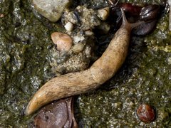 Gray field slug (Deroceras reticulatum)