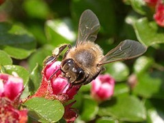 Honningbie (Apis mellifera)