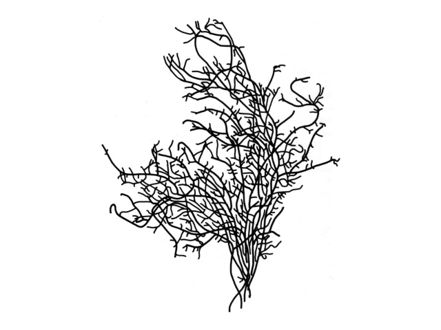 Sjøris (Ahnfeltia plicata)