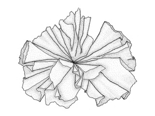 Vanlig fjærehinne (Porphyra umbilicalis) Vanlig fjærehinne (Porphyra umbilicalis)