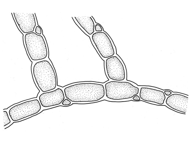 Raudlo (Bonnemaisonia hamifera)