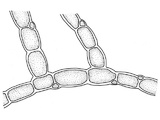Raudlo (Bonnemaisonia hamifera)