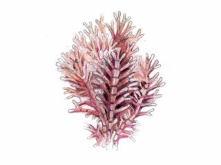 Krasing (Corallina officinalis)