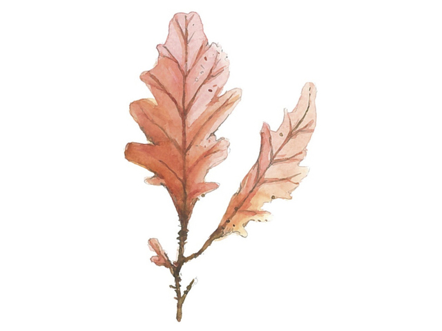 Eikeving (Phycodrys rubens)