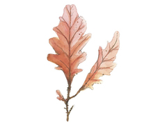 Sea oak (Phycodrys rubens)