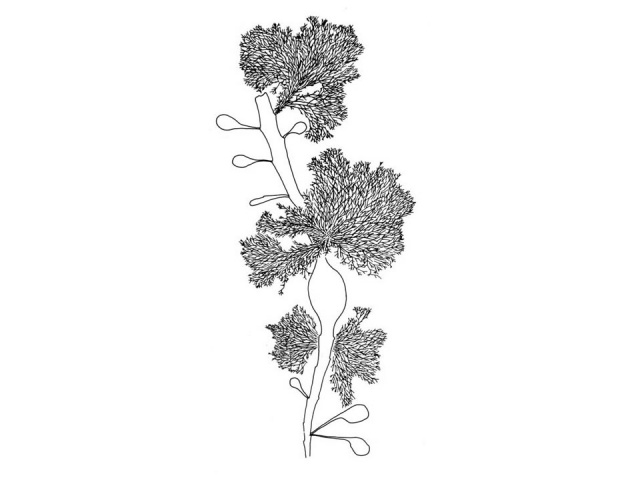 Grisetangdokke (Vertebrata lanosa)