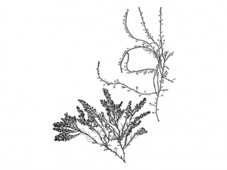 Teinebusk (Rhodomela confervoides)