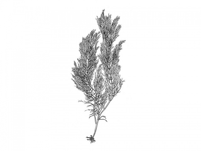 Fiskeløk (Cystoclonium purpureum)