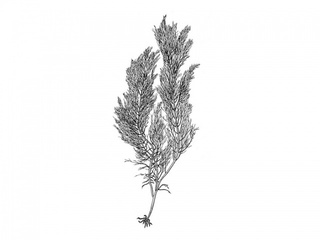 Fiskeløk (Cystoclonium purpureum) Fiskeløk (Cystoclonium purpureum)