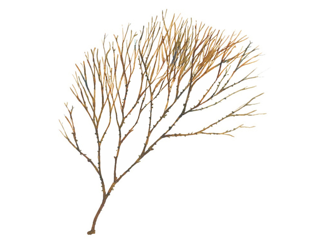 Landlady's wig (Desmarestia aculeata)