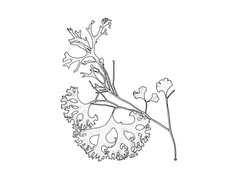 Krusblekke (Phyllophora pseudoceranoides)