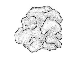 Knuldre (Leathesia marina) Knuldre (Leathesia marina)