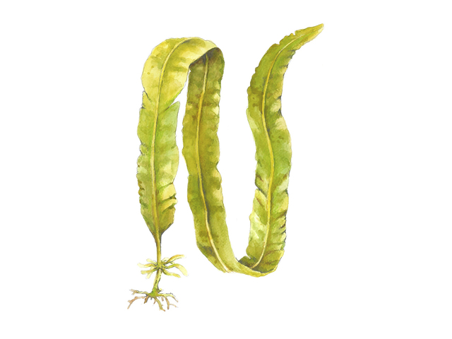 Butare (Alaria esculenta)