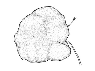 Østerstyv (Colpomenia peregrina)