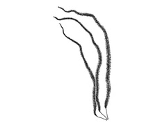 Lodnetaum (Halosiphon tomentosum)