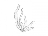 Vanlig brunbånd (Petalonia fascia)