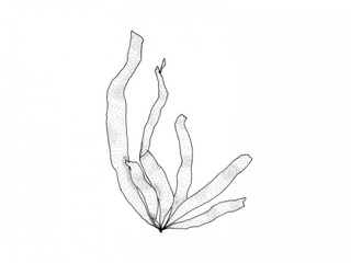 Vanlig brunbånd (Petalonia fascia)
