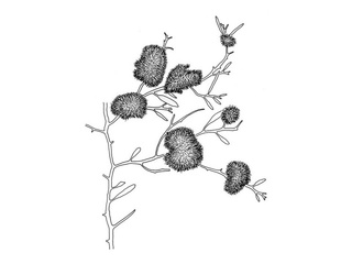 Bruntufs (Sphacelaria cirrosa)