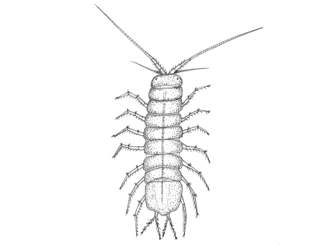 Gråsugge (Asellus aquaticus)