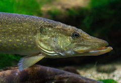 Gjedde (Esox lucius)