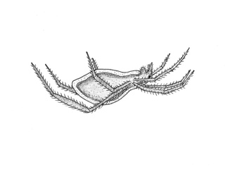 Vannedderkopp (Argyroneta aquatica)