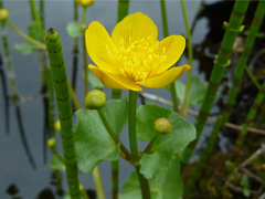 Bekkeblom (Caltha palustris)