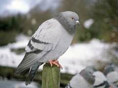 Bydue (Columba livia domestica)