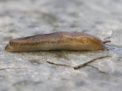 Dusky Arion (Arion fuscus)