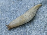Åkerkjølsnegl (Deroceras agreste)