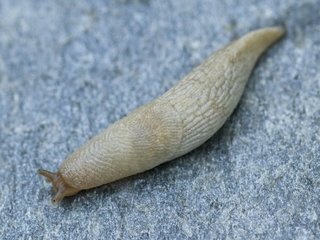 Åkerkjølsnegl (Deroceras agreste)