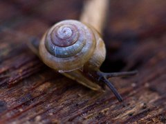Brown Hive Snail (Euconulus fulvus)