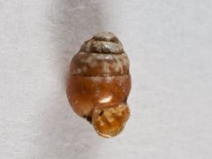 Mørkknøttsnegl (Vertigo antivertigo)