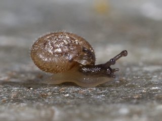 Hårsnegl (Trochulus hispidus)