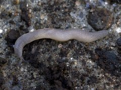 Worm Slug (Boettgerilla pallens)