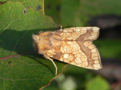 Tistelstengelfly (Gortyna flavago)