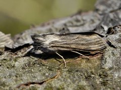 Vårhettefly (Cucullia chamomillae)