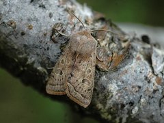 Punktseljefly (Orthosia gracilis)