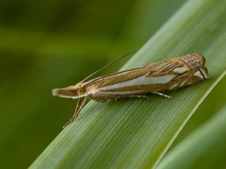 Tannebbmott (Crambus pratella)