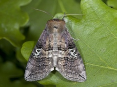 Øyehalvspinner (Tethea ocularis)