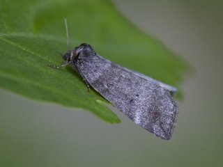 Punkthalvspinner (Ochropacha duplaris) Punkthalvspinner (Ochropacha duplaris)