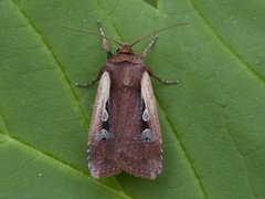 Flame Shoulder (Ochropleura plecta)