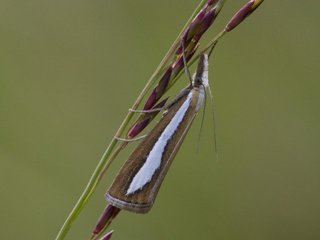 Perlemornebbmott (Catoptria margaritella) Perlemornebbmott (Catoptria margaritella)